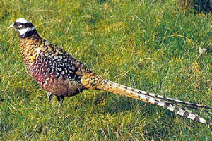 Venerado