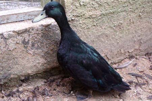 Cayuga